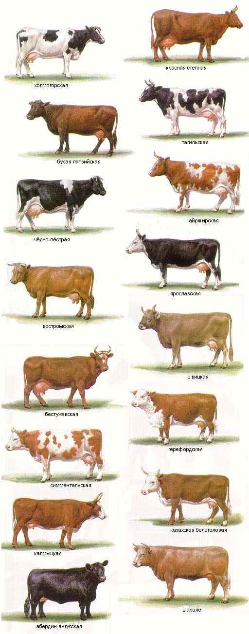 Швицкие коровы